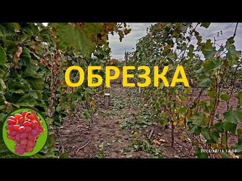 Видео: @Обрезка винограда осенью  Предварительная  Виноград 2021