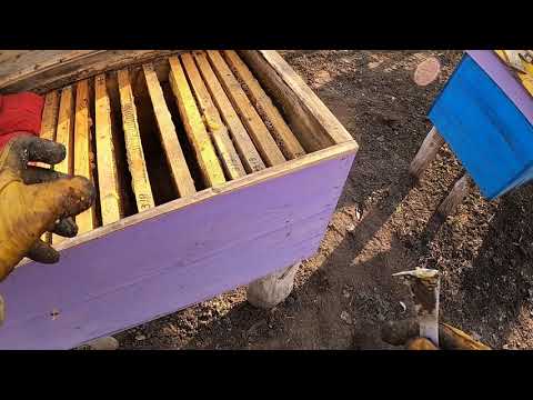 Видео: Пчеловодство в ульях лежаках от А до Я /  Работа с лежаками весной