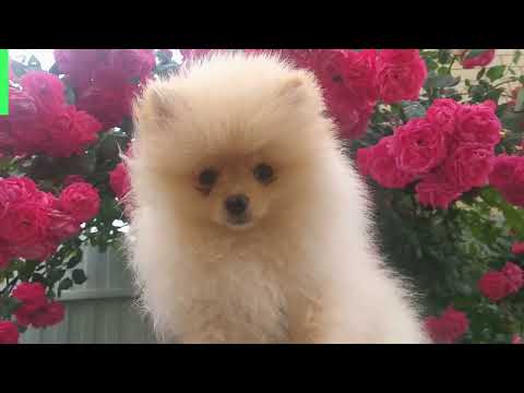 Видео: Как меняется померанский шпиц от 2,5 до 10 месяцев