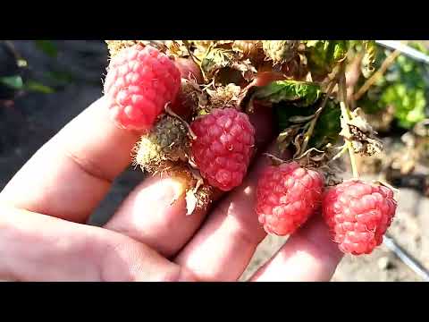 Видео: ежевика, малина после заморозка.