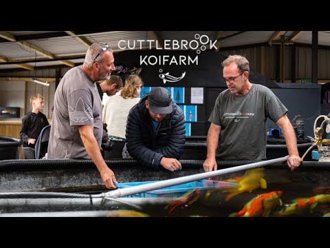 Видео: Выбираем нового МЕГА-кои для выращивания!!! День открытых дверей на ферме кои в Катлбруке