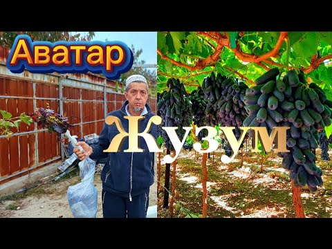 Видео: 🇰🇬+996555887633 Аватар Жузум Кочотторду Отправкасы Башталды