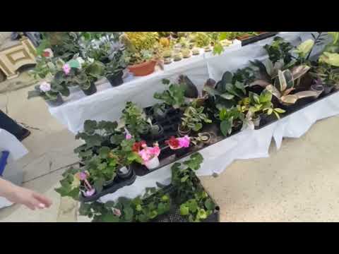 Видео: Выставка -продажа комнатных растений.