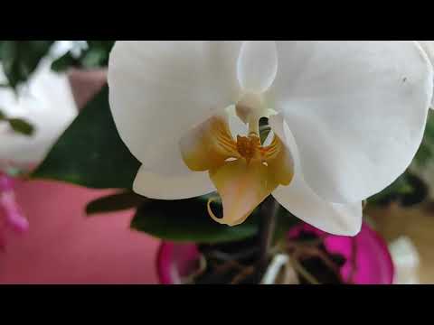 Видео: Цветущие КОМНАТНЫЕ РАСТЕНИЯ моей КУХНИ. СпАтИфИлЛуМы, АнТуРиУмЫ, ОрХиДеИ, ГлОкСиНиИ