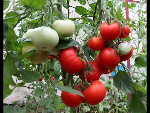 Видео: Убираем первый большой урожай томатов.