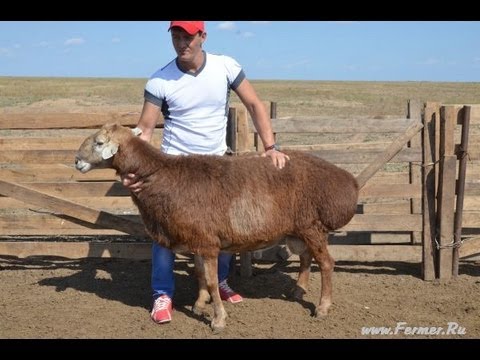 Видео: ООО Волгоград Эдильбай. Бараны - Чемпионы выставок, полученные в хозяйстве