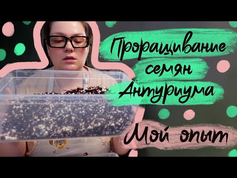 Видео: Проращивание семян антуриума мой опыт . Выращивание антуриума из семечки .