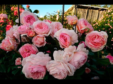Видео: Розы, которые удивили обильным цветением и крупными, ароматнымии и стойкими цветами!