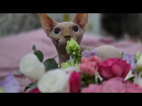 Видео: Валерия 23 