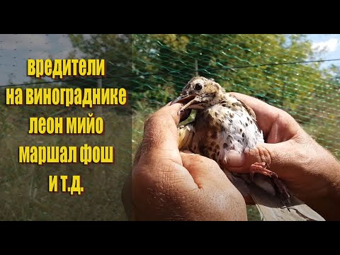 Видео: Убираем урожай винограда Маршал Фош и Леон Мийо/ сравнение винограда Маршал Фош и Леон Мийо!