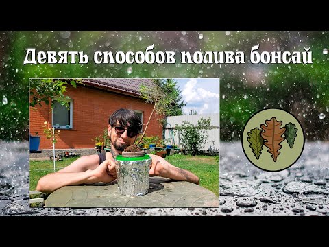 Видео: Девять способов полива бонсай