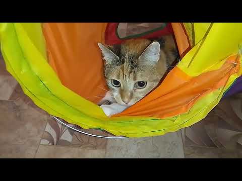 Видео: ЛЕТО В БАНКЕ!🌸🌅🍅ПОМОЩНИЧКИ!😺🥰ПУСЯ И СИМУШКА!😽🙀СНОВА ЖАРЮКА!🥵🏝️