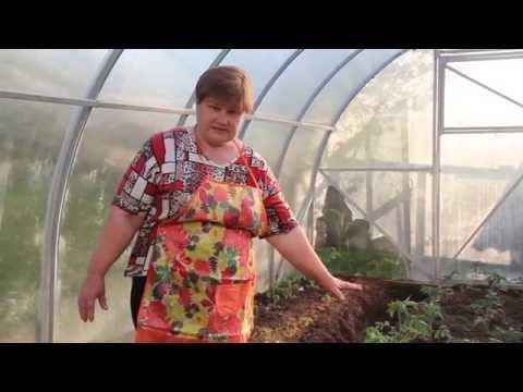 Видео: Помидоры в теплице. Подробно об уходе.