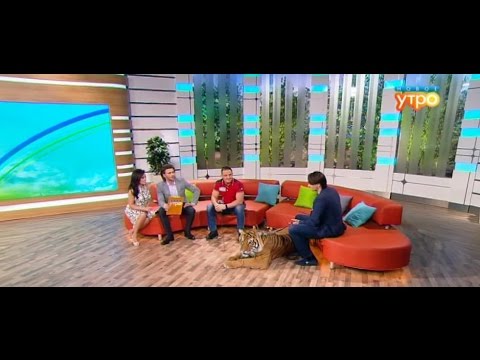 Видео: «Новое утро» на НТВ (Выпуск 8 июня 2016 года).