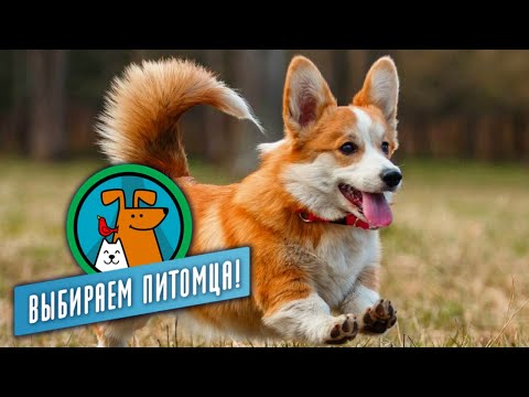 Видео: Овчарки. Выбираем питомца с Алексеем Ягудиным