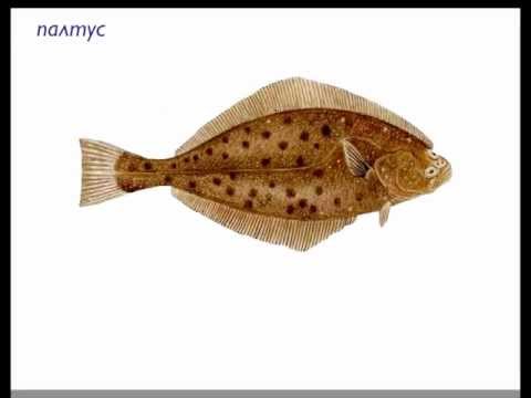 Видео: Английский видеословарь - РЫБЫ