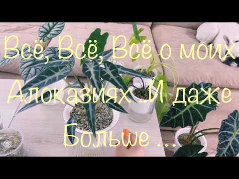 Видео: Моя Коллекция  Алоказий 2023  ! Уход ! Наблюдения ! Добрые Советы