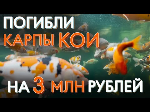 Видео: Почему погибли карпы кои? Как предотвратить болезни рыб.