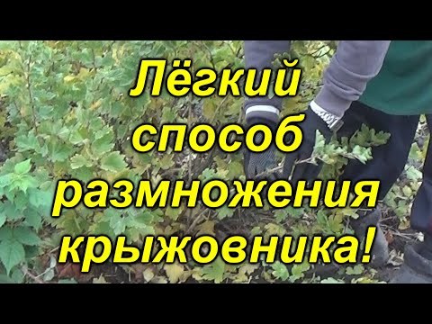 Видео: Как размножать крыжовник лёгким способом.