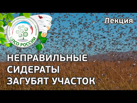 Видео: Сидераты осенью. Не все сидераты пригодны для огорода. Лекция.