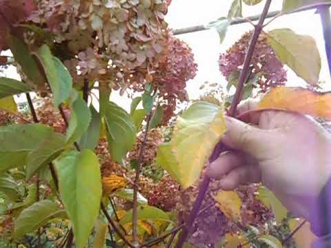 Видео: 30. 09. 2022Г. Снова про обрезку гортензий, дупла в побегах кустов.