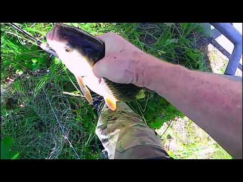 Видео: Голавел прёт дуром.