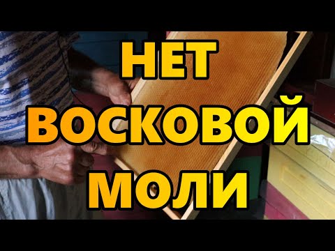 Видео: Нет восковой моли.