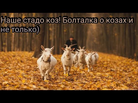 Видео: Наше стадо коз! Болталка о козах и не только)