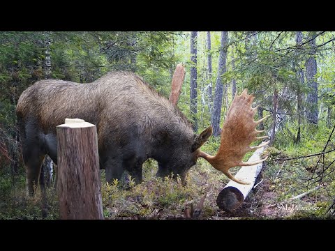 Видео: ОХОТА / Огромный лось у солонца. Медведь устроил танцы  на мазутнице. Лесная жизнь Диких Животных...