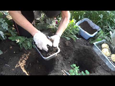 Видео: РЯБЧИК императорский - САЖАЕМ фритиллярию ПРАВИЛЬНО!