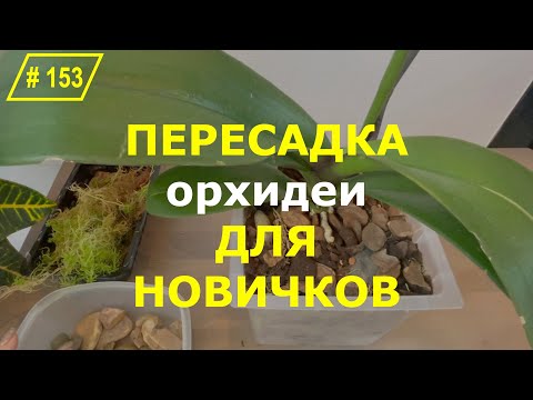 Видео: # 153 Как правильно пересадить орхидею фаленопсис в другой горшок #ОрхидеиДляНачинающих