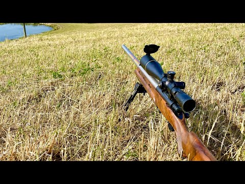 Видео: Сборник по охоте на сурка в Пенсильвании 2024 года