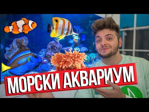 Видео: ОКЕАН ВКЪЩИ - МОЯТ МОРСКИ АКВАРИУМ