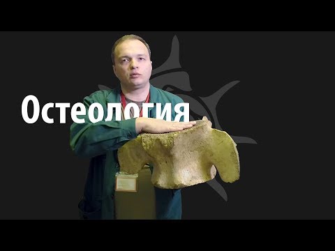 Видео: Моржовый бакулюм, череп вымершего животного, скелет колибри, череп змеи и другие