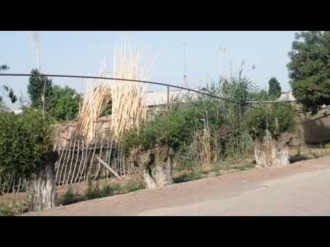Видео: Шоманай 2021ж.