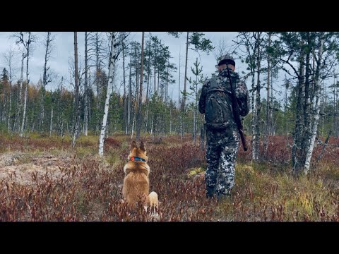 Видео: Охота с лайками в северо-западной тайге.(Таежные каникулы. Часть 1)