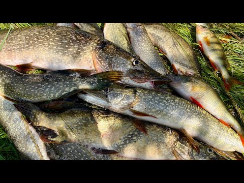 Видео: ДА ОНА ЗДЕСЬ БЕШЕНАЯ! АТАКУЕТ ПРЯМ У ЛОДКИ! Ловля ЩУКИ в ДИКИХ МЕСТАХ! Рыбалка 2023.