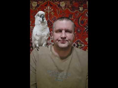 Видео: ЧЕМ НЕЛЬЗЯ КОРМИТЬ ПОПУГАЯ?