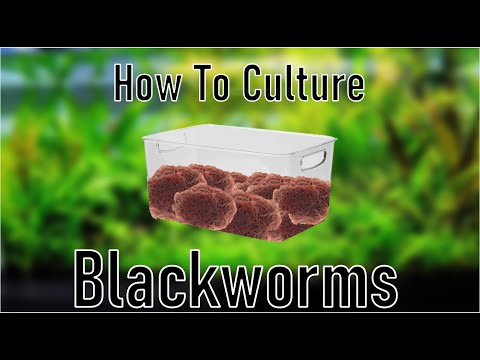 Видео: Выращивание червей в емкостях | Простой способ!