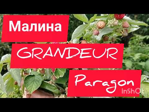 Видео: МАЛИНА GRANDEUR И PARAGON. НОВИНКИ ИЗ АМЕРИКИ.