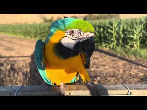 Видео: Изя из Израиля, Изя ленивая курочка