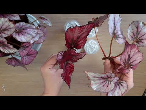 Видео: Укоренение черенков бегонии в агроперлите. 4 декабря 2021г.