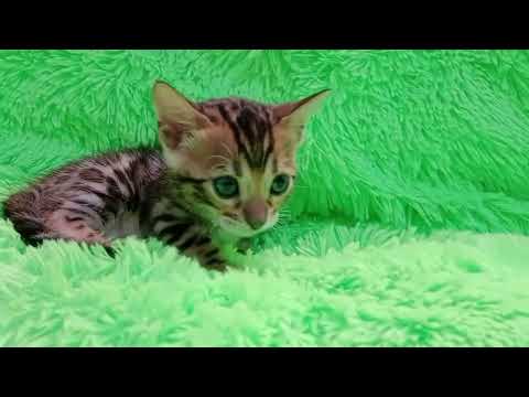 Видео: Бенгальская кошка 1 месяц.Silk Griffon Bagira.