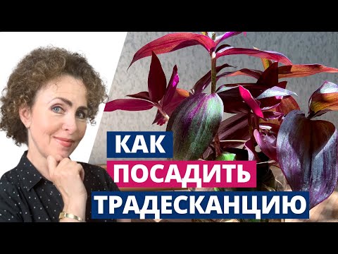 Видео: ТРАДЕСКАНЦИЯ черенкование и посадка