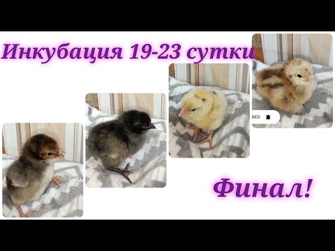 Видео: Инкубация куриных яиц # 4. Финал!