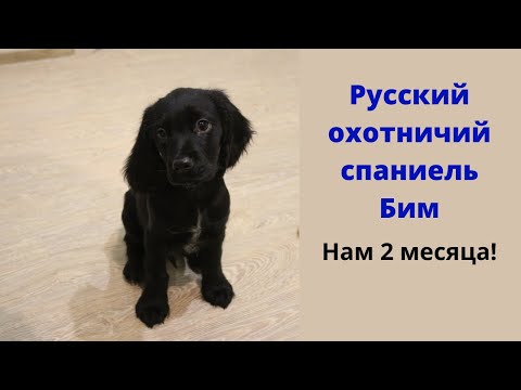 Видео: Русский охотничий спаниель Бим. Нам два месяца.