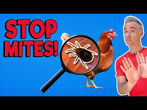 Видео: Эффективное решение от куриных клещей и вшей всего за один день