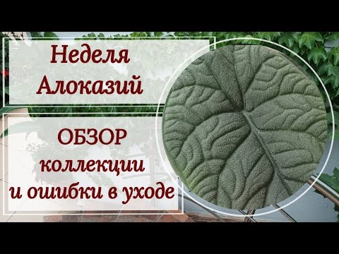 Видео: Неделя алоказий. Обзор коллекции и ошибки в уходе.