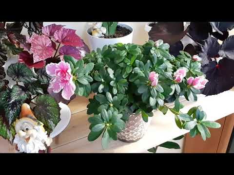 Видео: Джунгли в квартире. Ответы на вопросы. Азалия, табернемонтана, розовая принцесса, полив, удобрения.