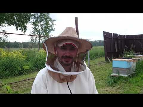 Видео: бакфаст в сибири однокорпусное содержание гнезда